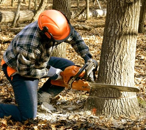 Tree Removal in Singer, LA